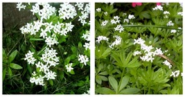 40 Seeds SWEET WOODRUFF ASPERULA Galium Odoratum Shade White Flower - £21.52 GBP