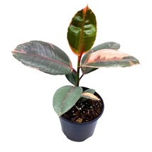 Ficus elastica Ruby Tricolor 6 inch India Rubber Tree Decora Fig Plant - £25.98 GBP
