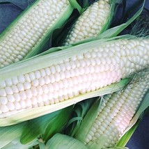 Silver Queen Corn 60 Seeds | Non-GMO | From Usa - £7.86 GBP