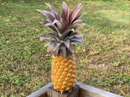 15 Antigua Black Pineapple Seeds USA  - £8.96 GBP