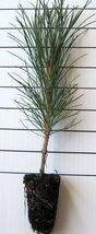 2 Plants Two Small Ponderosa Pine Live Tree Seedling Garden  - £68.37 GBP