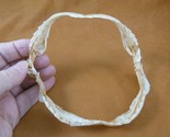 (SJ20-114) 5-1/2&quot; BRAMBLE SHARK Jaw Great Rare Jaws Prickly White I love... - $50.48