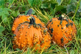 10 Goosebumps Pumpkin Seeds - Fall Specialty Wartedgardening Beautiful USA SHIPP - $21.75