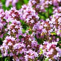 1000 Seeds CREEPING THYME Thymus pulegioides Wild Groundcover Fragrant Lavender - £10.59 GBP
