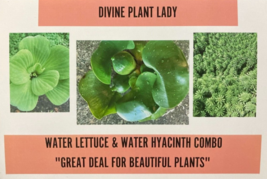 1 MEDIUM Water Hyacinth &amp; 1 MEDIUM Water Lettuce - $9.90