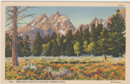 Daisy Fields Glacier Covered Peaks Postcard 1946 Yellowstone Park Wyoming Ottawa - $2.99