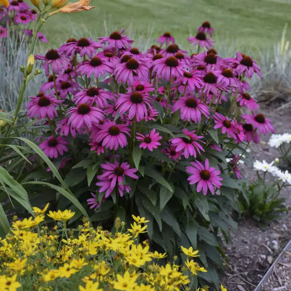 AW 50 Seeds Bright Purple Coneflower Echinacea Flower Organic Easy To Grow - £8.27 GBP