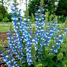 TISSEEDS 50 Azure Snow Salvia Seeds Flower Seed Perennial Flowers Hummingbird 58 - £7.11 GBP