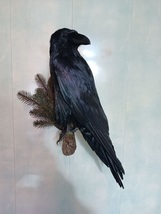 Stuffed real bird Raven. Taxidermy Raven wall mount - £353.86 GBP