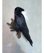 Stuffed real bird Raven. Taxidermy Raven wall mount - $450.00