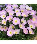 Showy Evening Primrose Seeds, Pink Ladies, Amapola, Mexican Primrose, FR... - €1,62 EUR+