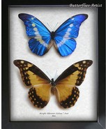 RARE Morpho Rhetenor Helena PAIR Butterflies Entomology Collectible Shad... - $348.99