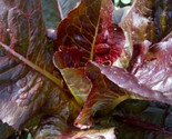 Red Romaine Lettuce Seeds 500 Seeds Non-Gmo  Fast Shipping - $7.99