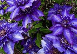 100 Pcs Dark Blue Beautiful Clematis Flower Seeds #MNGS - $22.99