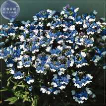 Nemesia Strumosa White Blue Flower Seeds 30 Seeds Beautiful - £5.73 GBP