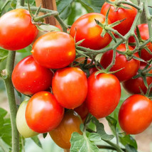 GIB 50 Seeds Easy To Grow Sweet Treats Tomato Hybrid Vegetable Tomatoe - £7.11 GBP