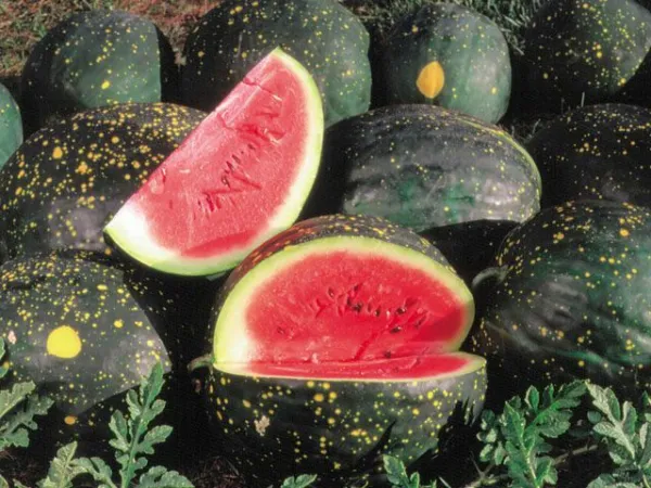 Fresh Moon And Stars Red Watermelon Seeds 15 Ct Fruit 15-25 Lbs Non-Gmo - $7.50