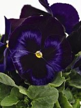 NEW! 30+ PANSY INSPIRE BLUE PLUS FLOWER SEEDS FRAGRANT  - $9.84