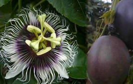 Passiflora Edulis - Possum Purple - Plant - Purple Passion Fruit Plant - Edible - $27.69