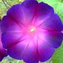 Fresh USA Seller Ipomoea Purpurea Rebecca Japanese Morning Glory Seed - $10.68