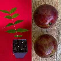 Jaboticaba Plinia Phitrantha  var. ESALQ Fruit Tree tropical Plant VERY ... - £20.33 GBP