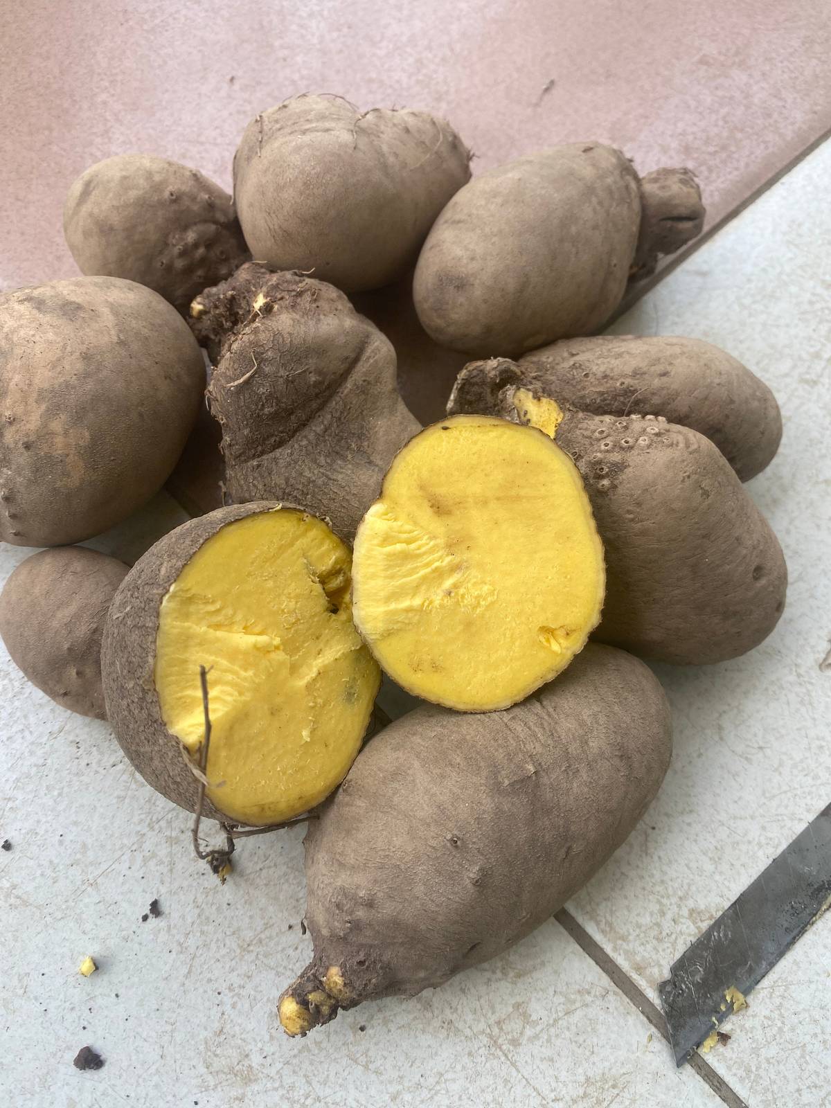 Bitter yam (Dioscorea dumetorum), non toxic variety, 500g/10 USD, shipping cost/