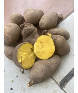 Bitter yam (Dioscorea dumetorum), non toxic variety, 500g/10 USD, shippi... - $35.00