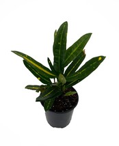 Banana Croton 4&quot; Pot Plant - $27.99