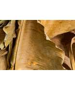 Dried Banana Leaf&#39;s Anti Bacteria Relieve Stress Fish Aquarium Clean - $17.00