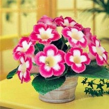 AQL 100 Of Gloxinia Plants Seeds - Pink White Flowers with Yellow Centre - £7.65 GBP