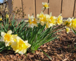 24 Double Yellow Daffodil Bulbs Flowers Wild Homesite Old Fashioned Pere... - $21.99