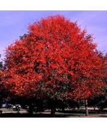 THJAR Blackgum Nyssa Sylvatica 10,20 Seeds - $8.13 CAD