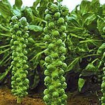 Brussel Sprouts Seed, Catskill, Heirloom, Non GMO, 200 Seeds, Early Sprouting - £7.02 GBP