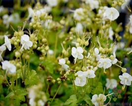 HS  25+ White-Ness Geranium Seeds For Garden Planting - USA  - £5.66 GBP