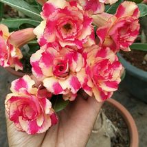 2 seeds Rose Pink and Yellow Bicolor Desert Rose Seeds Double Flowers Adenium - £9.43 GBP