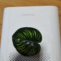 Topstrong air purifying apparatus-Breathe Easy with Topstrong image 8
