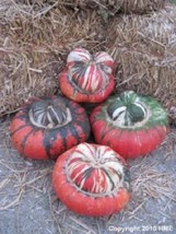 BPA 10 Seeds American Turks Turban Squash Gourd Cucurbita Maxima VineFrom USA - £7.91 GBP