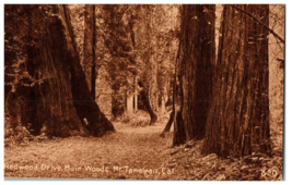 820-Muir Woods RPPC Postcard Redwood Drive Muir Woods Mt. Tamalpais, California - £11.83 GBP