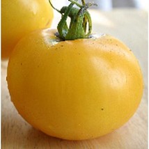 Best SELLER USA 10 Seeds Lillian&#39;S Yellow Tomato Seeds - £4.29 GBP