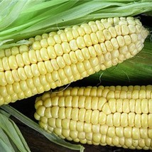 Fresh Seeds USA Fisher&#39;s Earliest Sweet Corn Seeds Montana Bred Short Se... - £11.61 GBP