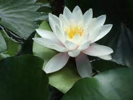 &#39;Shalina&#39; White Lotus Flower Water Lily Flower Aquatic Plants 1 PCS Seeds - $136.96 MXN