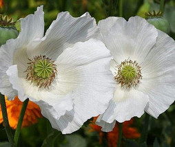 Papaver somniferum Sissinghurst White - $1.90