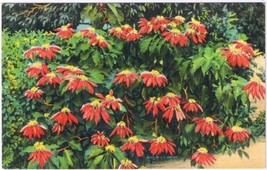 Florida Postcard Red Poinsettia - $2.96