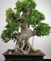 LimaJa 30 Medicinal Ficus Religiosa Seeds: Budha Peepal, Sacred Fig Bonsai Tree - £4.48 GBP