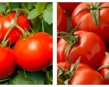 250mg Packet=66 Seeds Tomato Seeds - Slicing - Campbell 33 - $18.93