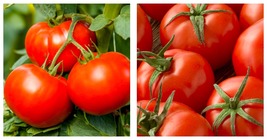250mg Packet=66 Seeds Tomato Seeds - Slicing - Campbell 33 - £15.13 GBP