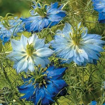 VP Blue Mix Love In A Mist Flower Persian Jewel Nigella 100 Seeds - £5.73 GBP
