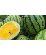 50+ Yellow Baby Doll Watermelon Seeds - $10.96