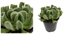 Topsy Turvy Succulent Plant - Echeveria runyonii - Easy to grow - 4&quot; Pots - C2 - £35.61 GBP