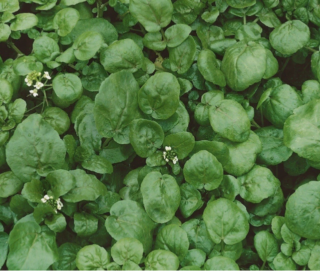 BZ 1000 True Watercress Seeds (Nasturtium Officinale) Bulk Seeds - £6.01 GBP